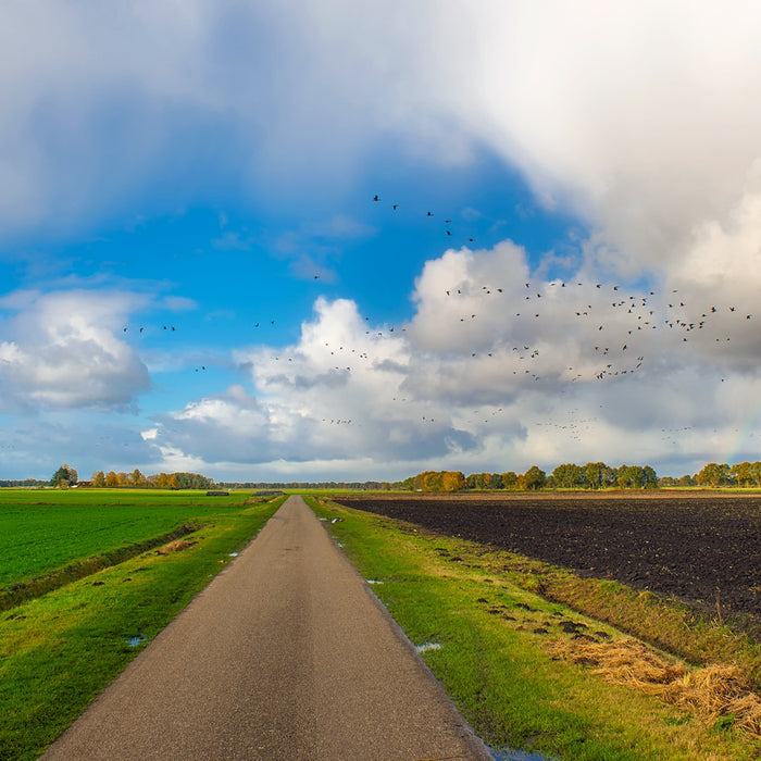 Bird Control Guide for Seed Crops