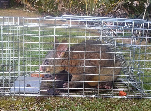 Possum Traps for Opossum Trapping. Buy the #1 Selling Possum Trap